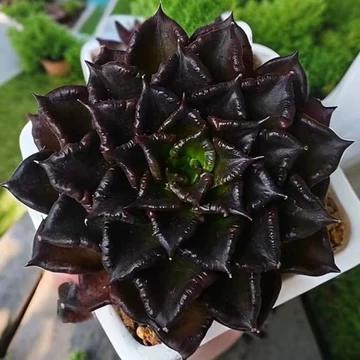 療癒黑王子多肉一盆